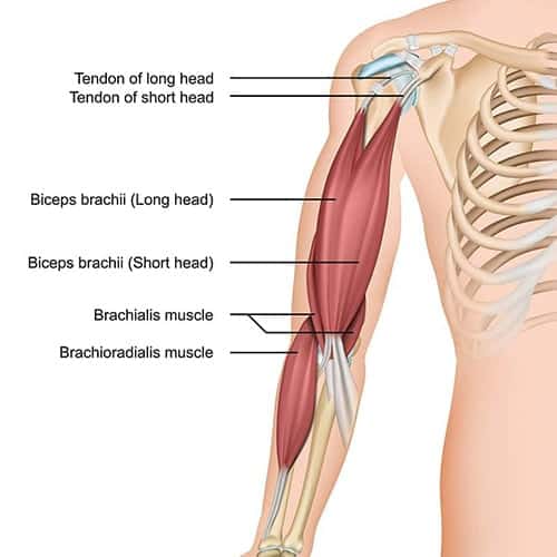 dechirure musculaire biceps rupture tendon biceps brachial chirurgien orthopediste epaule paris 16 dr charles schlur specialiste epaule a paris