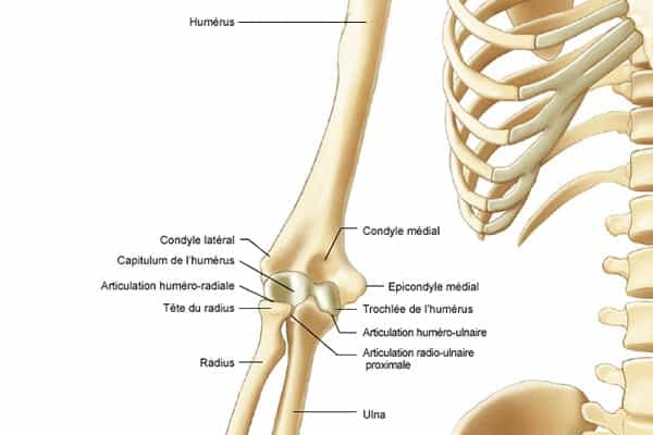 tennis elbow symptomes epicondylite fissuraire coude chirurgien orthopediste epaule paris 16 dr charles schlur specialiste epaule a paris